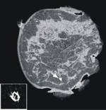 Immagine tomografica di campioni di tessuto
